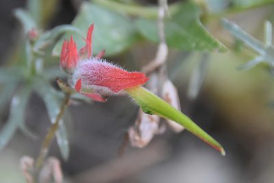 Castilleja linariifolia, photographed by Jay Pruett