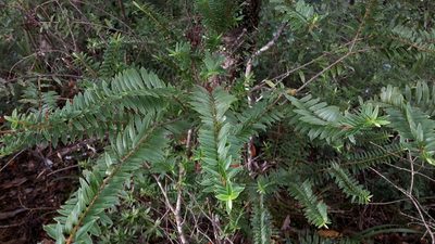 Veronica diosmifolia, photographed by naturewatchwidow