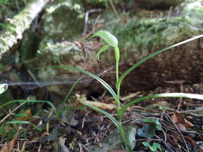 Pterostylis porrecta, photographed by gnapp