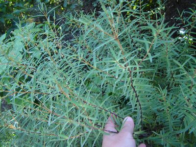 Veronica parviflora, photographed by Lisa Bennett