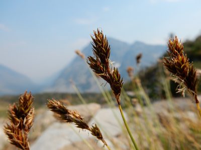 Carex phaeocephala, photographed by Matt Lavin