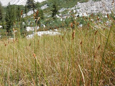 Carex phaeocephala, photographed by Matt Lavin