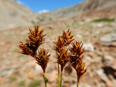 Carex proposita, photographed by Matt Lavin