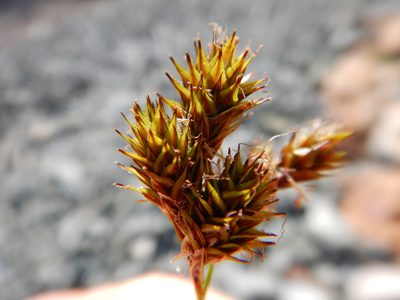 Carex proposita, photographed by Matt Lavin
