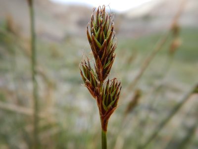 Carex proposita, photographed by Matt Lavin