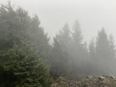 Picea sitchensis, photographed by Caleb Catto
