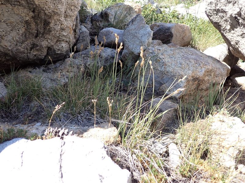 Carex tahoensis, photographed by Matt Lavin