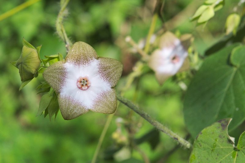 Polystemma guatemalense, photographed by adel-fridus