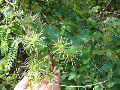 Clematis forsteri, photographed by Lisa Bennett