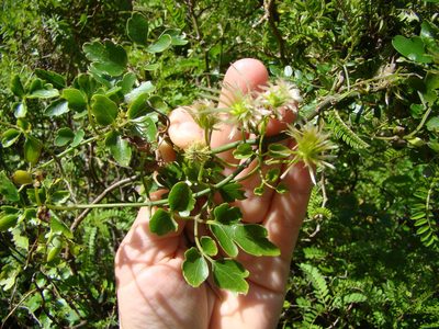 Clematis forsteri, photographed by Lisa Bennett