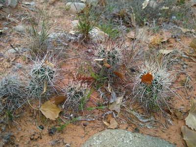 Sclerocactus parviflorus, photographed by Chris Quirin