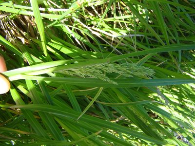 Poa anceps, photographed by Lisa Bennett