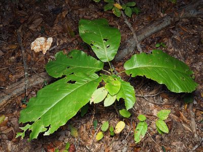 Magnolia macrophylla, photographed by Katja Schulz