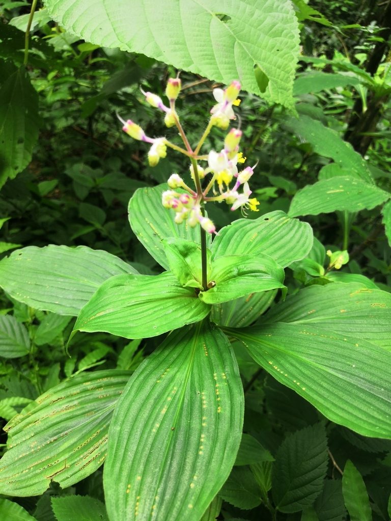 Tinantia macrophylla, photographed by adel-fridus