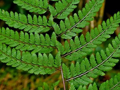 Athyrium tripinnatum, photographed by Jacy Chen