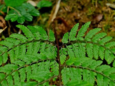 Athyrium tripinnatum, photographed by Jacy Chen