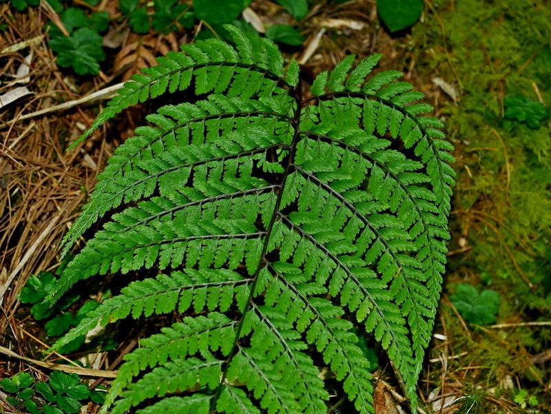 Athyrium tripinnatum, photographed by Jacy Chen