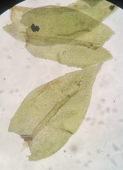 Cryphaea glomerata, photographed by Zihao Wang