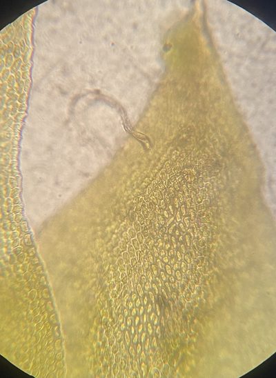 Cryphaea glomerata, photographed by Zihao Wang