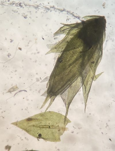 Cryphaea glomerata, photographed by Zihao Wang