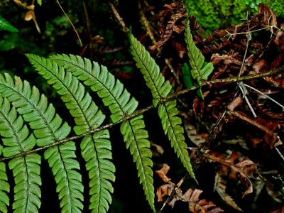 Dryopteris lepidopoda, photographed by Jacy Chen