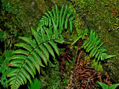 Dryopteris lepidopoda, photographed by Jacy Chen