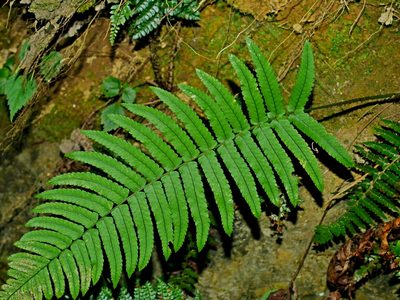 Dryopteris cycadina, photographed by Jacy Chen