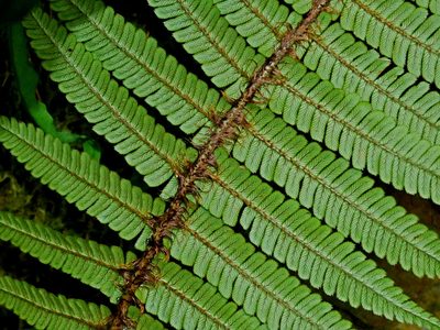 Dryopteris redactopinnata, photographed by Jacy Chen