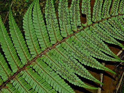 Dryopteris redactopinnata, photographed by Jacy Chen
