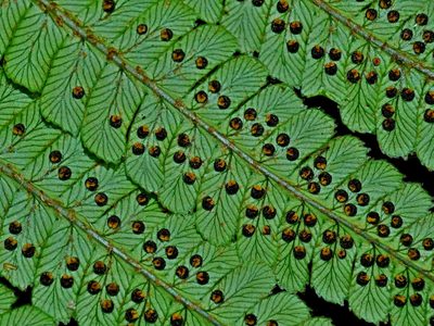 Dryopteris redactopinnata, photographed by Jacy Chen