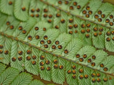 Dryopteris redactopinnata, photographed by Jacy Chen