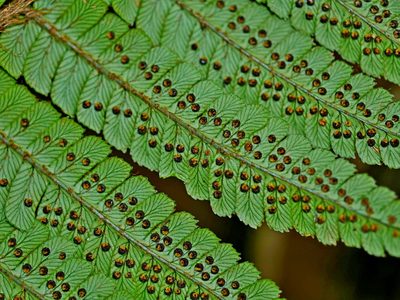 Dryopteris redactopinnata, photographed by Jacy Chen