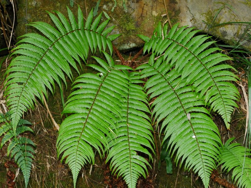 Dryopteris redactopinnata, photographed by Jacy Chen
