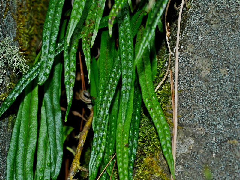 Lepisorus pseudoussuriensis, photographed by Jacy Chen