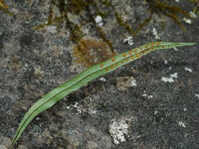 Lepisorus pseudoussuriensis, photographed by Jacy Chen