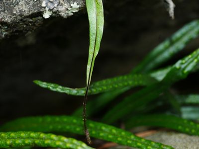 Lepisorus pseudoussuriensis, photographed by Jacy Chen