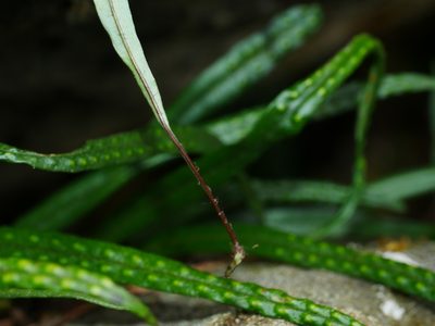Lepisorus pseudoussuriensis, photographed by Jacy Chen