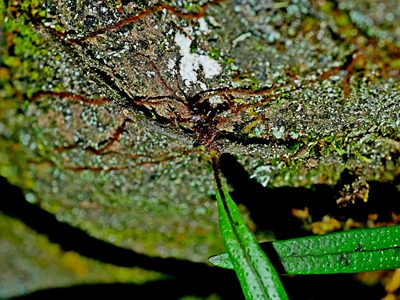 Lepisorus pseudoussuriensis, photographed by Jacy Chen