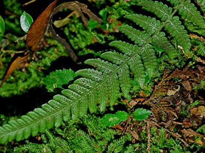 Leptogramma tottoides, photographed by Jacy Chen