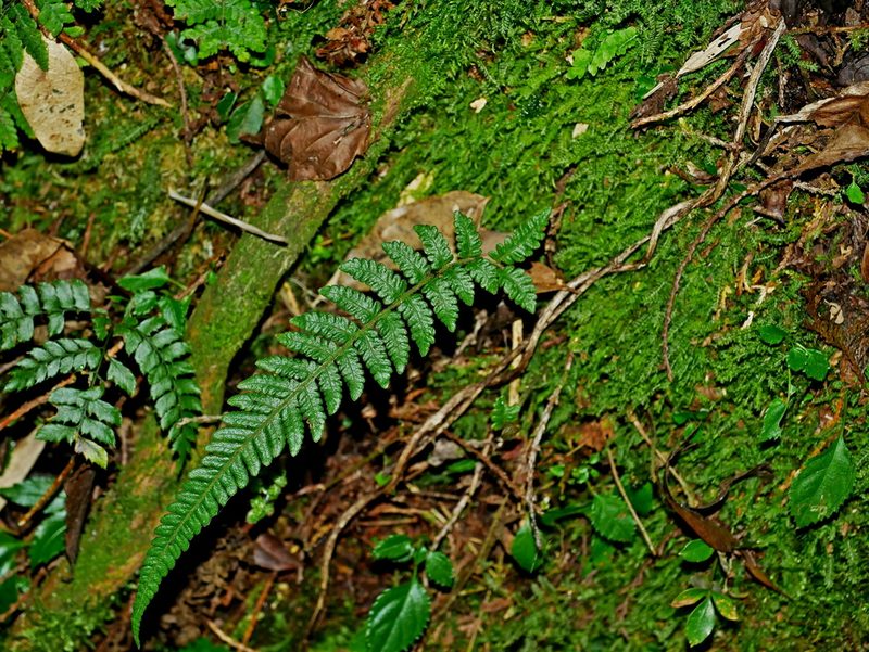 Leptogramma tottoides, photographed by Jacy Chen