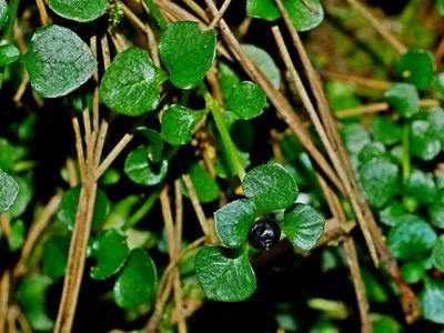 Nertera nigricarpa, photographed by Jacy Chen