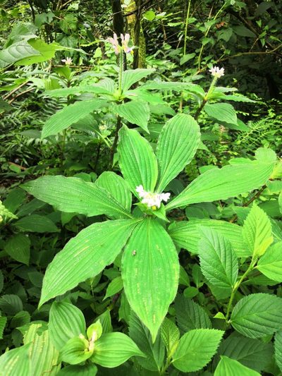 Tinantia macrophylla, photographed by adel-fridus