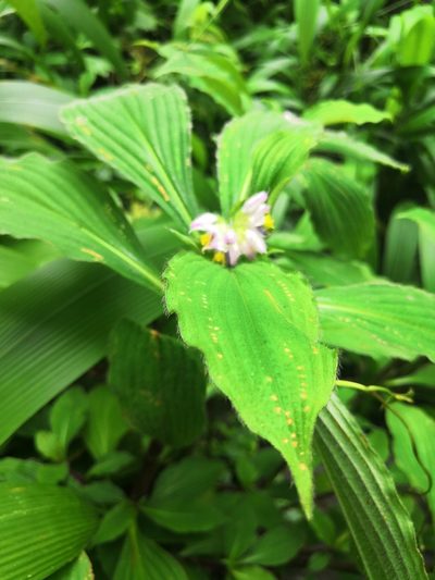 Tinantia macrophylla, photographed by adel-fridus
