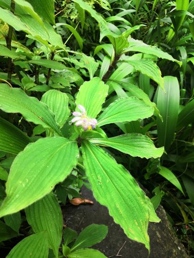 Tinantia macrophylla, photographed by adel-fridus