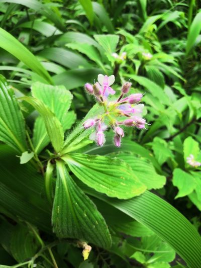 Tinantia macrophylla, photographed by adel-fridus
