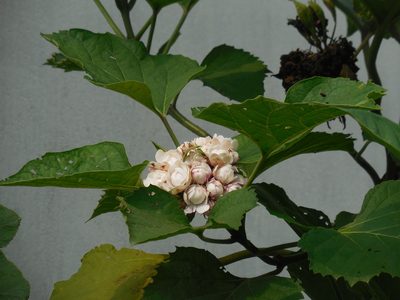 Clerodendrum chinense, photographed by Sandipan Das