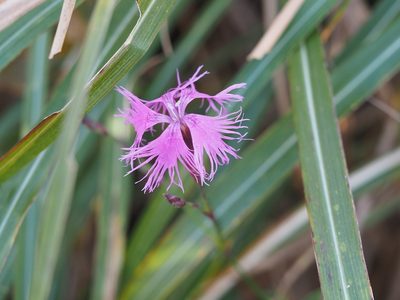 Dianthus longicalyx, photographed by Yoshimasa Uchiyama