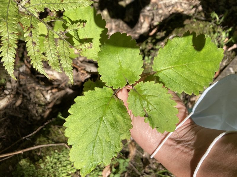 Jovellana sinclairii, photographed by Danielle