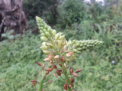 Stellarioides longebracteata, photographed by Ferncliffe forest wilding