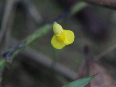 Utricularia bifida, photographed by Agnes Trekker